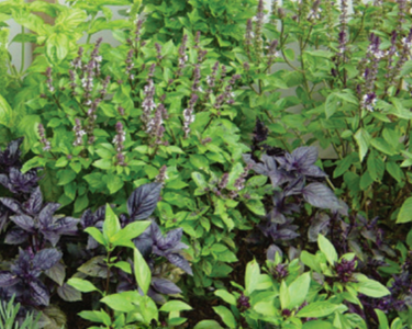 Gourmet Specialty Blend Basil Seeds